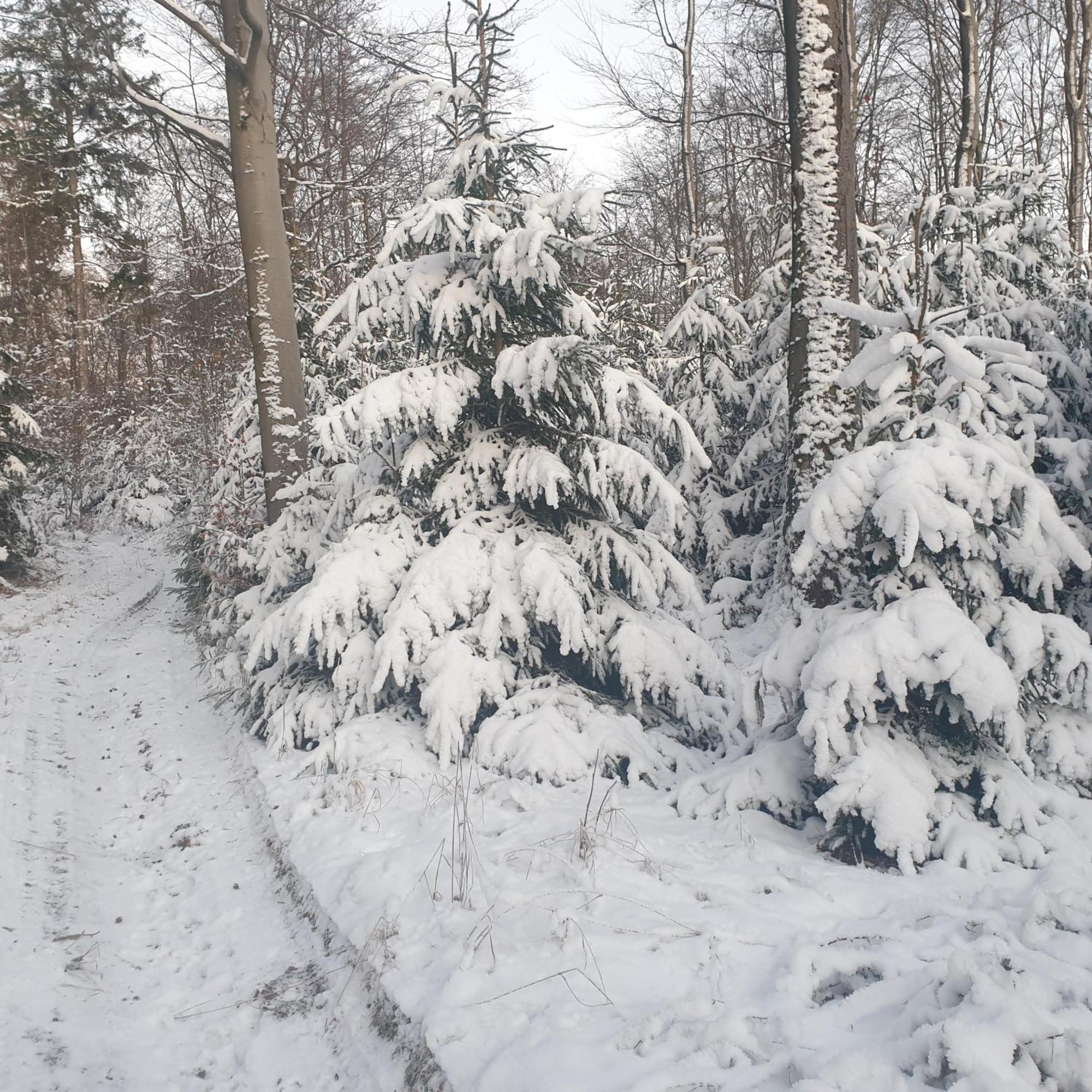 Fewo Winter In Der Villa Waldrand Mit Zwei Balkonen Bad Wünnenberg Εξωτερικό φωτογραφία